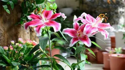 送女人百合花有什么含义