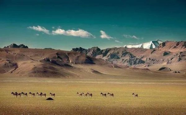 小伙网贷万元去可可西里捡垃圾，是为了作秀还是真心做环保？