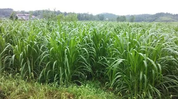 养羊种植什么牧草品种好