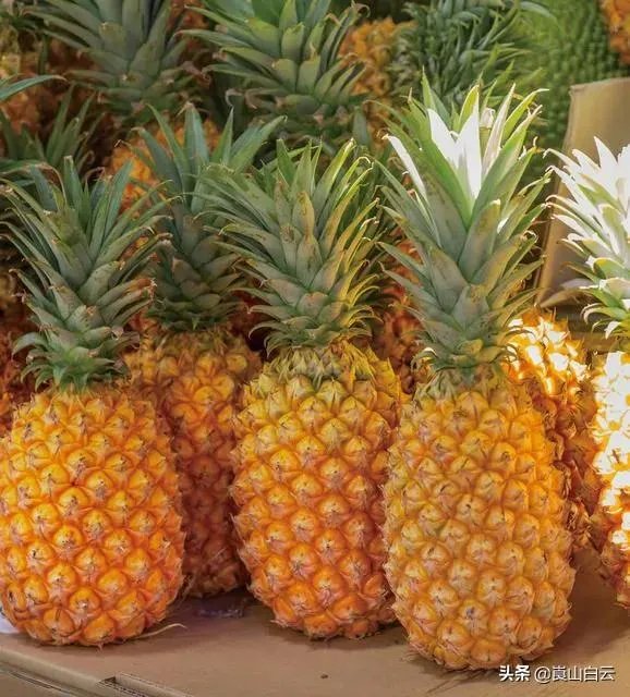 菠萝蜜凤梨菠萝麻