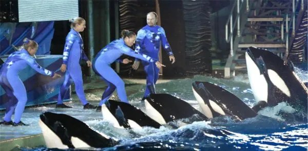 “暴打”鲨鱼的虎鲸为啥对人类如此友好？