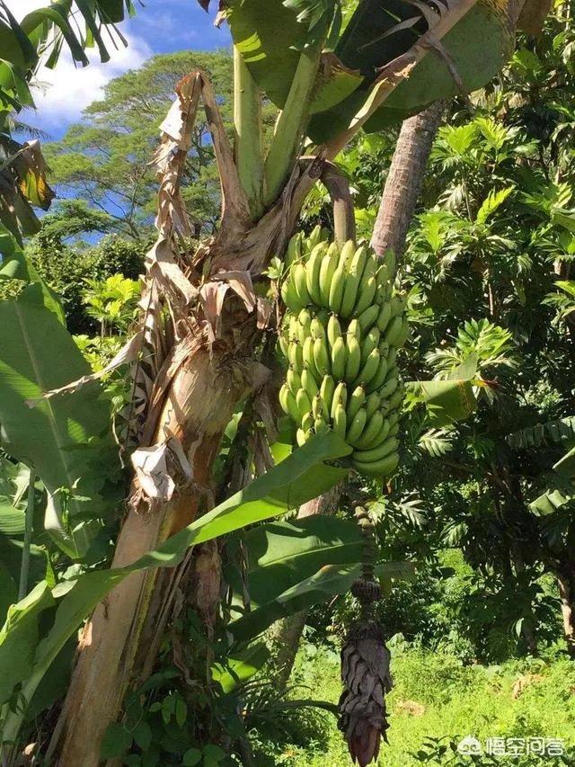 现在香蕉行情怎么样？