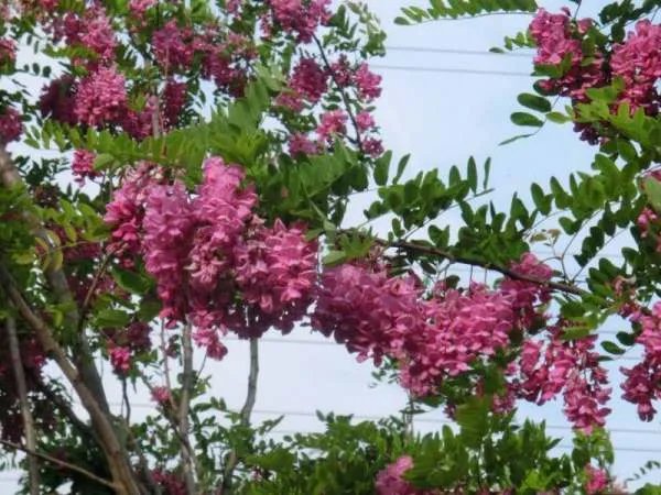 经典四川方言歌曲