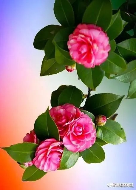 网上有人质疑云南王子清是伪慈善，你怎么看？