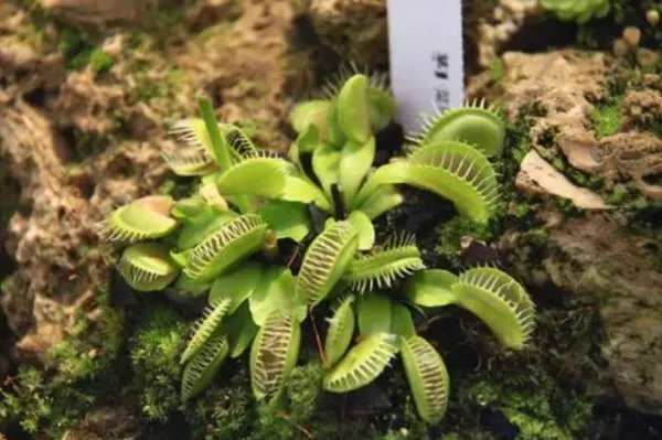 妄想山海捕蝇草作用是什么？