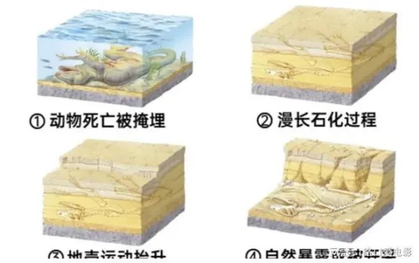 江西武宁县一工地发现数枚疑似恐龙蛋化石,它为何能保存这么久?