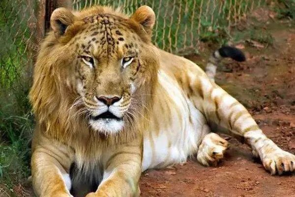 狮虎兽和狮狮虎兽是同种生物吗，有何区别？