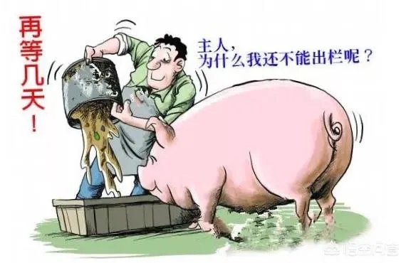 现在养猪行情如何?