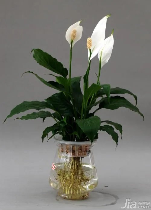 滴水观音的养殖方法及注意事项