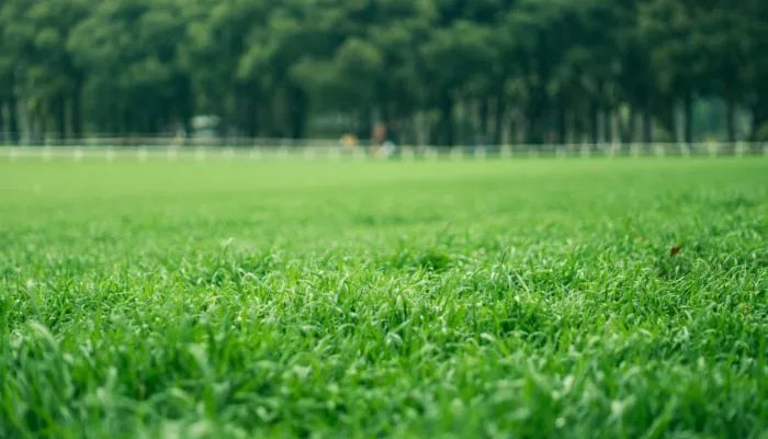 2023三伏天是几月几号 三伏天2023从哪天开始