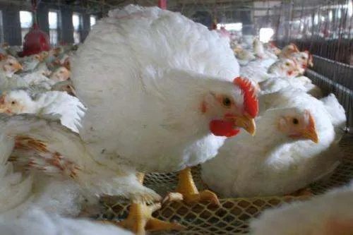 鸡肉价格一直下跌