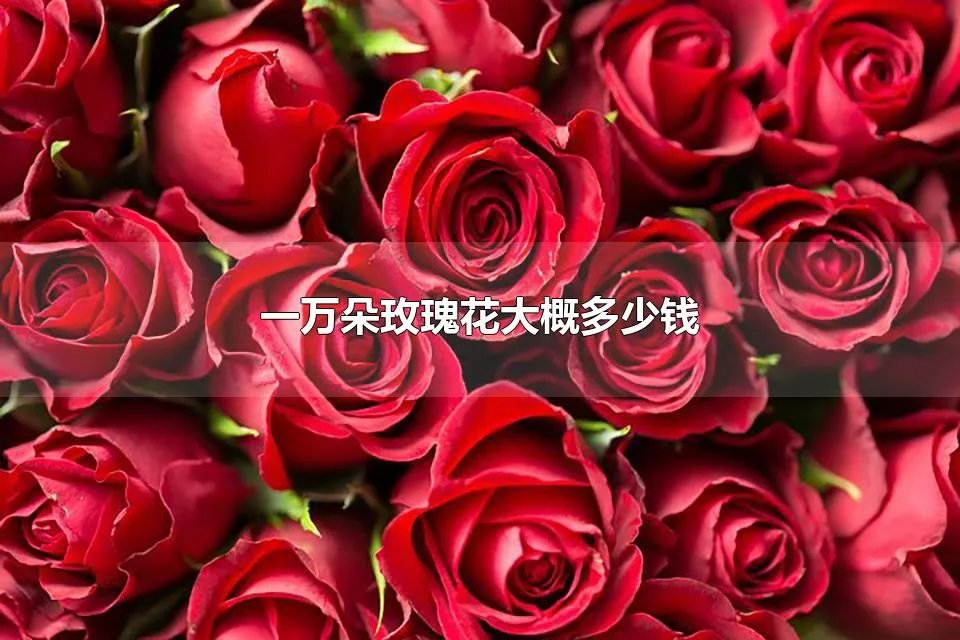 一万朵玫瑰花大概多少钱 一万朵玫瑰花大概多少重量