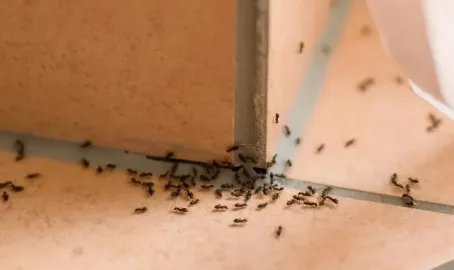 海口女子电脑误被洒奶茶蚂蚁屏内筑巢，是电脑的设计有问题吗？