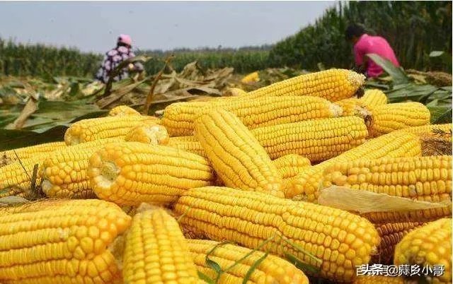 把复合肥当底肥，几天能种玉米？注意什么？