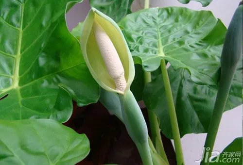 滴水观音的养殖方法及注意事项