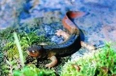 娃娃鱼的营养价值 娃娃鱼的功效与作用