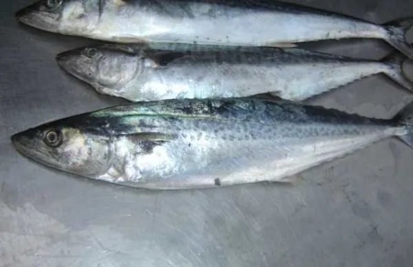 中华马鲛的介绍