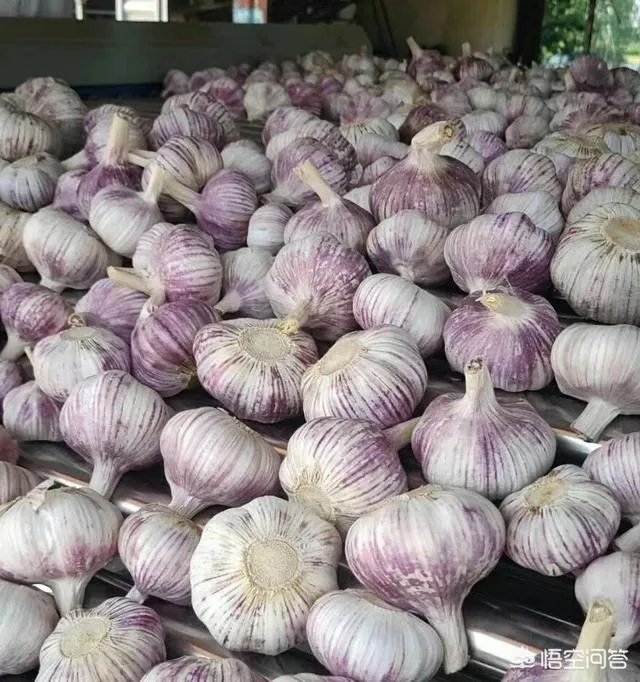 大蒜陆续上市，今年下半年我国大蒜价格会一直突飞猛进吗？