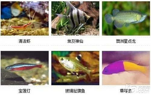 观赏鱼的种类 观赏鱼图片及名称