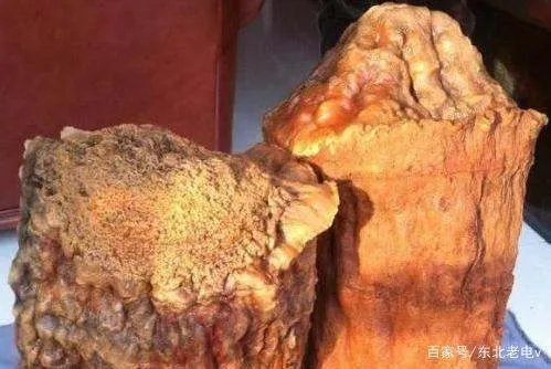 我们常说的“太岁”，到底是什么生物？