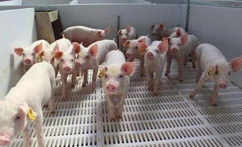 现在养猪行情如何?