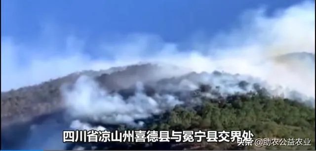 凉山再发山火，142人彻夜救援，系71岁村民烧包谷杆引发，已被警方控制，你怎么看？