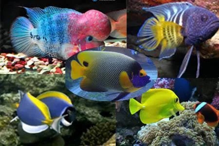 观赏鱼的种类 观赏鱼图片及名称