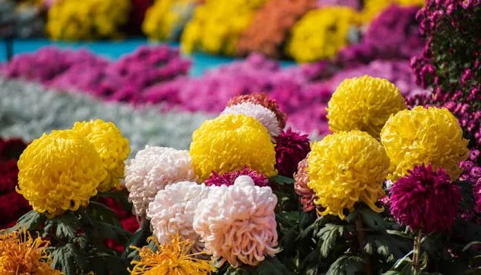 九月九重阳节的意义是什么 九月九重阳节的含义是什么