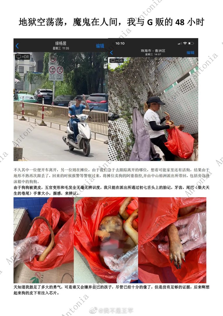 柴犬初七图片 柴犬初七被偷事件回顾