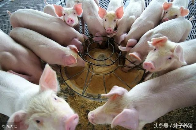 现在养猪行情如何?