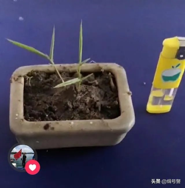 让大家来欣赏一下你做的竹盒景吧？