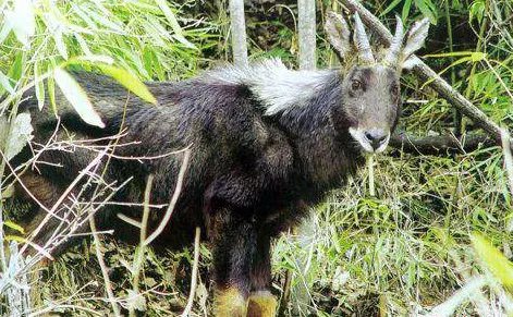 丽水拍到的四不像是野生动物吗?应该怎样保护野生动物呢?