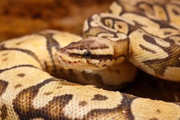 佳能RF 85mm F2微距镜头试拍简评