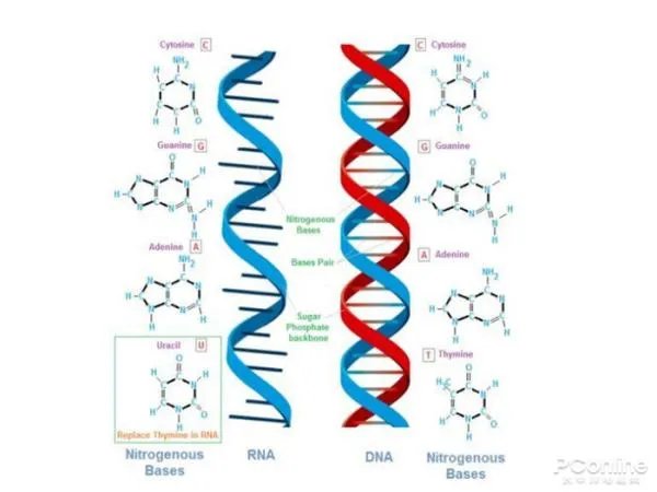 “吃了脱氧核糖”是什么梗？