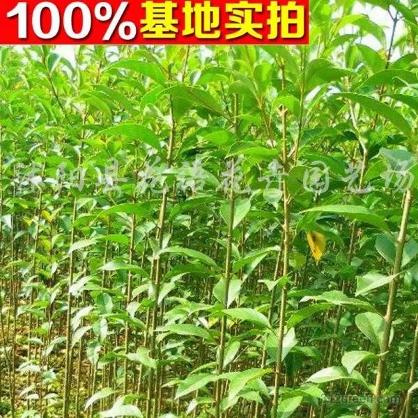 长叶女贞的主要价值