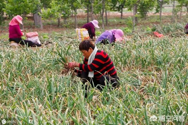 大蒜陆续上市，今年下半年我国大蒜价格会一直突飞猛进吗？