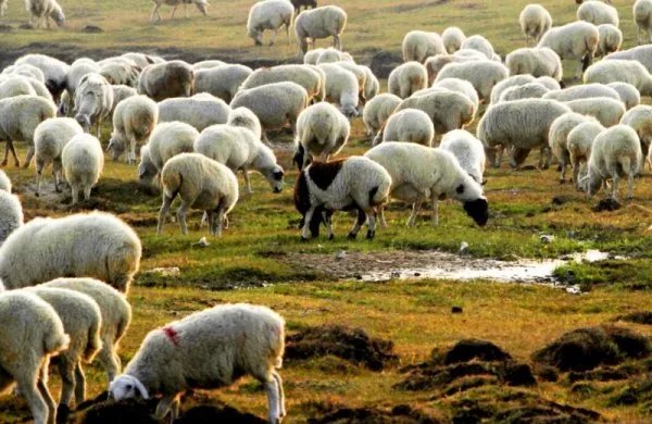 蒙古国捐赠的羊已进入隔离免疫区，隔离免疫区在哪里？