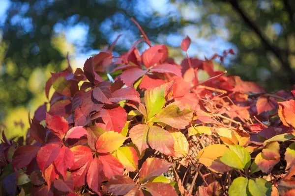佳能RF 85mm F2微距镜头试拍简评