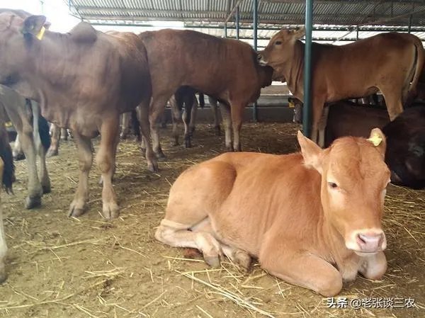 农村老话“大暑凉飕飕，立冬笑死牛”是啥意思？有道理吗？