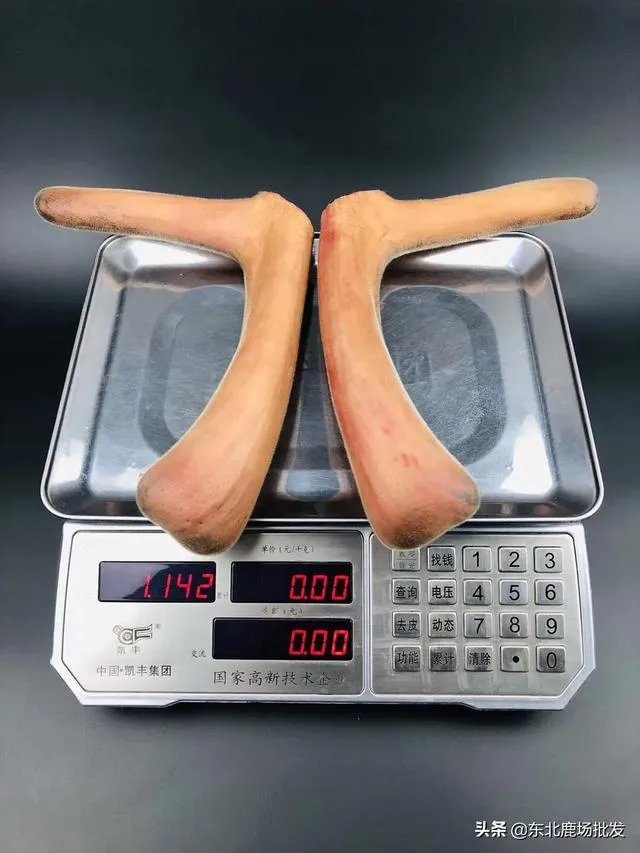 什么是好的鲜鹿茸