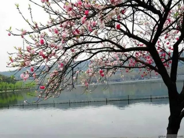 南京南站一男子被高铁列车夹站台身亡,应该怪谁?