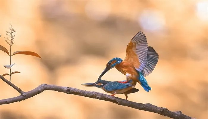 候鸟是什么 候鸟有哪些