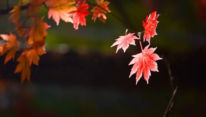 2022年9月出门吉利的日子