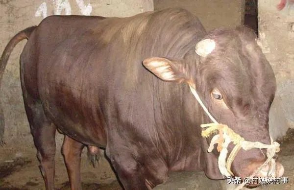 农村老话“大暑凉飕飕，立冬笑死牛”是啥意思？有道理吗？