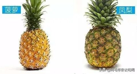 菠萝蜜凤梨菠萝麻