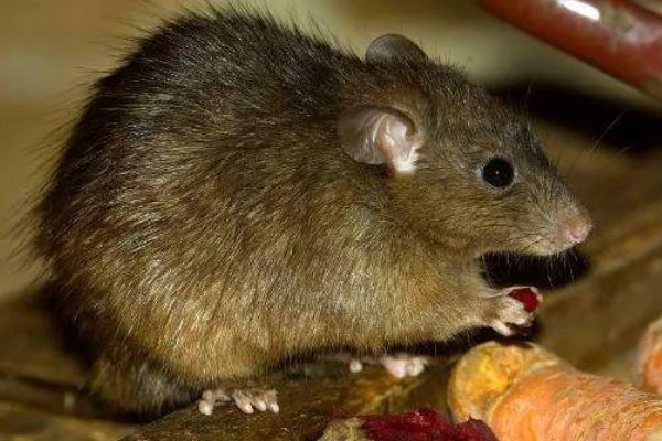 蒙古国确诊两例鼠疫病例，当地居民该如何有效预防？