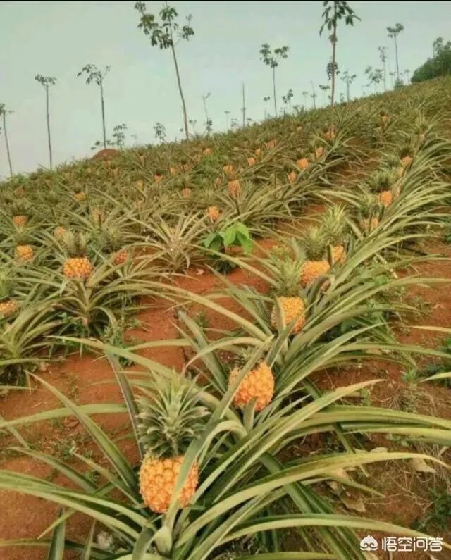 菠萝蜜凤梨菠萝麻