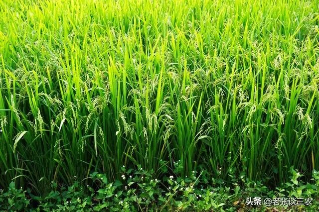 农村老话“大暑凉飕飕，立冬笑死牛”是啥意思？有道理吗？