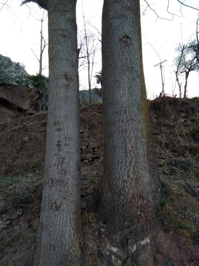 北京哪家婚礼策划公司好点？价格大约是多少？