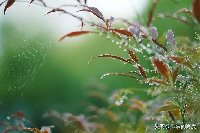 雨水落雨三大碗 大河小河都要满 说的是哪个季节